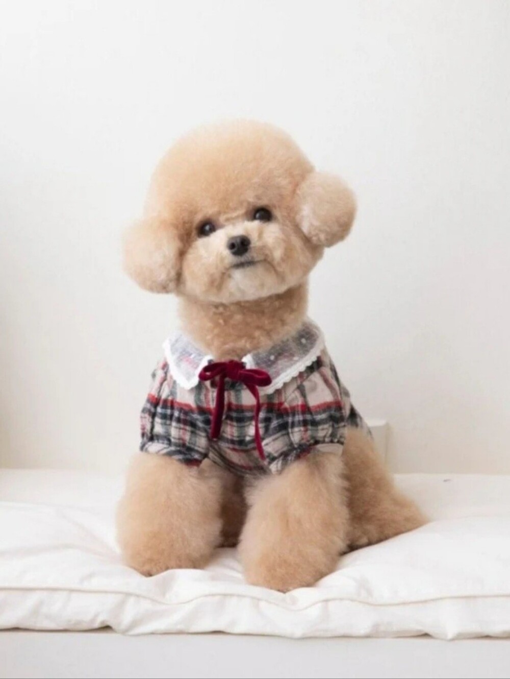 Plaid Lace-Collar Dog Blouse with Red Bow